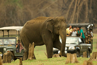 STEPiNN-RAJIV GANDHI NATIONAL PARK